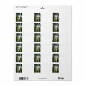 Sunlight Through Pine Trees Adressaufkleber (Vorne)