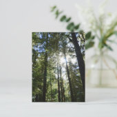 Sunlight Through Pine Trees Feiertagspostkarte (Stehend Vorderseite)