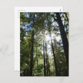 Sunlight Through Pine Trees Feiertagspostkarte (Vorne/Hinten)