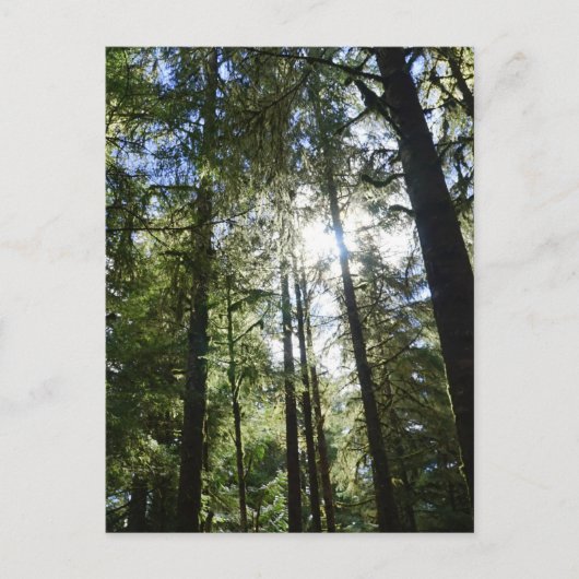 Sunlight Through Pine Trees Feiertagspostkarte (Vorderseite)