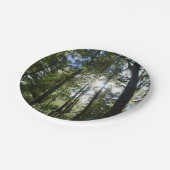 Sunlight Through Pine Trees Pappteller (Schrägansicht)