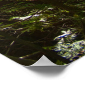 Sunlight Through the Forest Canopy Poster (Ecke)