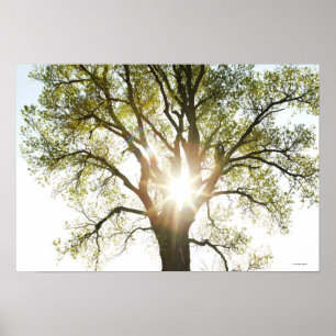 Sunlit Baum Poster