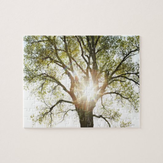 Sunlit Baum Puzzle (Horizontal)