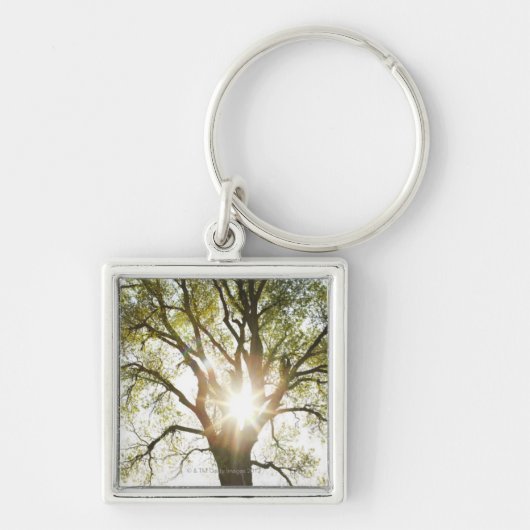 Sunlit Baum Schlüsselanhänger (Vorne)