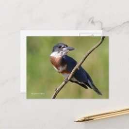 Sunlit Belted Kingfisher Bird auf Zweig Postkarte