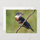 Sunlit Belted Kingfisher Bird auf Zweig Postkarte (Vorne/Hinten)