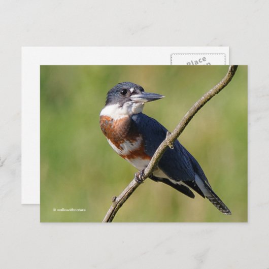 Sunlit Belted Kingfisher Bird auf Zweig Postkarte (Vorne/Hinten)