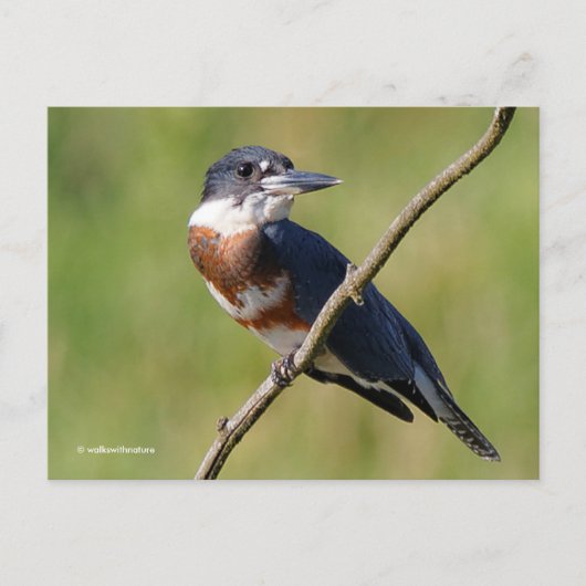 Sunlit Belted Kingfisher Bird auf Zweig Postkarte (Vorderseite)