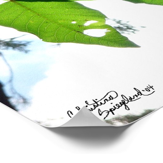 Sunlit Birch Blätter Poster oder Print (Ecke)