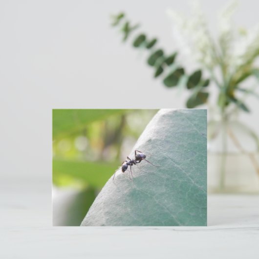 Sunlit Black Ant Postkarte (Stehend Vorderseite)