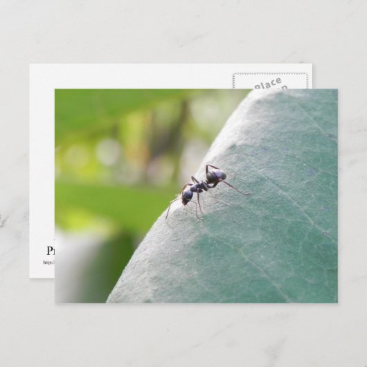 Sunlit Black Ant Postkarte (Vorne/Hinten)