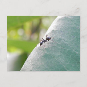 Sunlit Black Ant Postkarte
