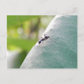 Sunlit Black Ant Postkarte (Vorderseite)