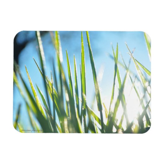 Sunlit Blades Magnet (Horizontal)