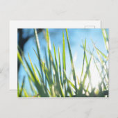 Sunlit Blades Postkarte (Vorne/Hinten)