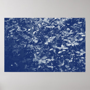 Sunlit Blätter - Cyanotypwirkung Poster
