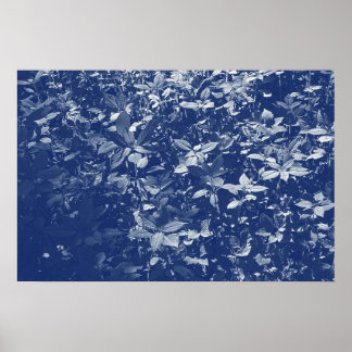 Sunlit Blätter - Cyanotypwirkung Poster