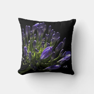 Sunlit Blooming Lila Agapanthus, Afrikanische Lily Kissen