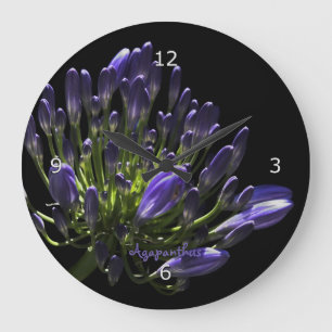 Sunlit Blooming Purple Agapanthus, African Lily Große Wanduhr