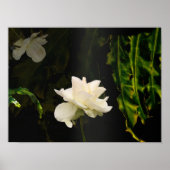 Sunlit Botanische Kunst Print Poster (Vorne)