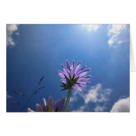 Sunlit Chickory Blume