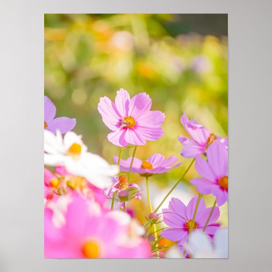 Sunlit Chorus of Pink Poster (Vorne)