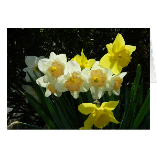 Sunlit Daffodic Card (Vorderseite (Horizontal))