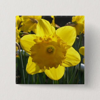 Sunlit Daffodil Button