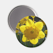 Sunlit Daffodil Magnet (Vorderseite/Rückseite)