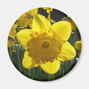 Sunlit Daffodil Magnet