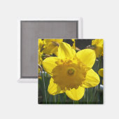 Sunlit Daffodil Magnet (Vorderseite/Rückseite)