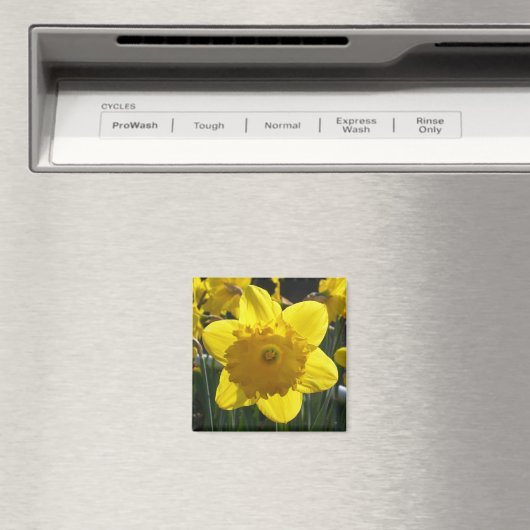 Sunlit Daffodil Magnet (In Situ (Geschirrspüler))