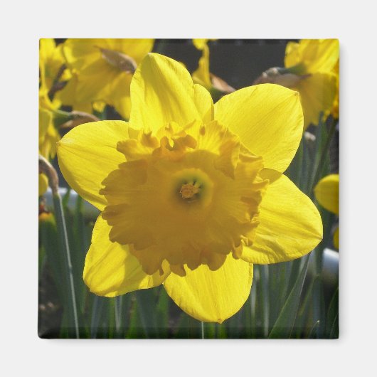 Sunlit Daffodil Magnet (Vorne)