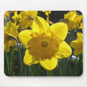 Sunlit Daffodil Mousepad