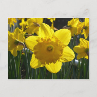 Sunlit Daffodil Postkarte