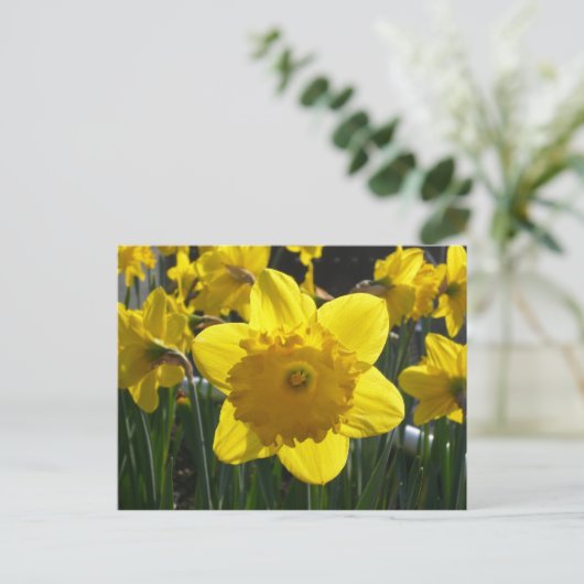 Sunlit Daffodil Postkarte (Stehend Vorderseite)