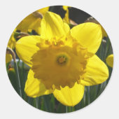 Sunlit Daffodil Runder Aufkleber (Vorderseite)