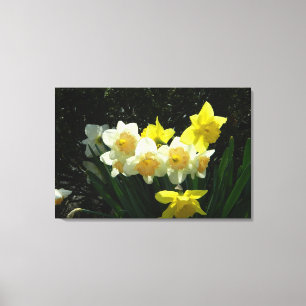 Sunlit Daffodils (WestCreek) Wrapped Canvas Print Leinwanddruck