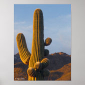 Sunlit Desert Saguaro Poster (Vorne)