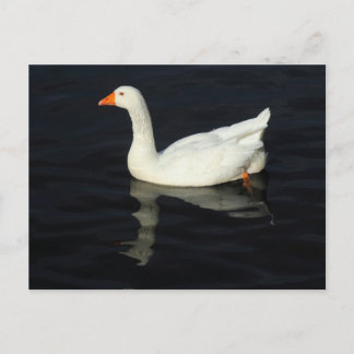 Sunlit Emden Goose Postkarte