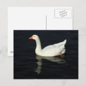 Sunlit Emden Goose Postkarte (Vorne/Hinten)