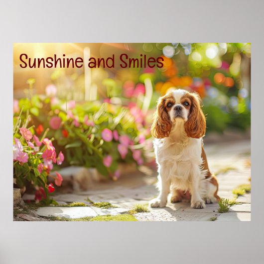 Sunlit Garden Spaziergang: Cavalier King Charles S Poster (Vorne)