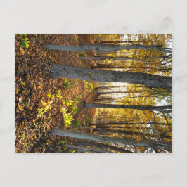 Sunlit Glade im Herbst Postkarte