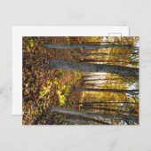 Sunlit Glade im Herbst Postkarte (Vorne/Hinten)