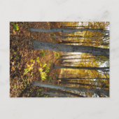 Sunlit Glade im Herbst Postkarte (Vorderseite)