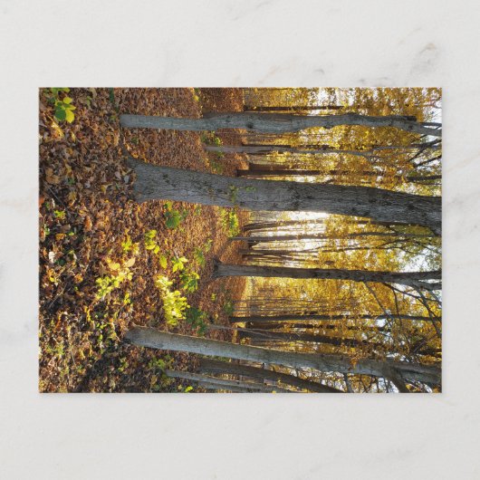Sunlit Glade im Herbst Postkarte (Vorderseite)