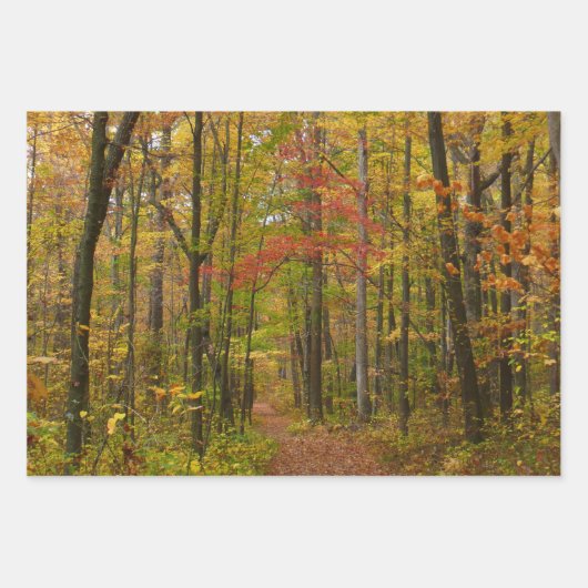 Sunlit Herbstweg im Laurel Hill Staat Park Geschenkpapier Set (Vorderseite 2)