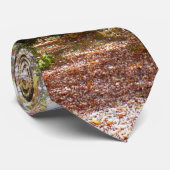 Sunlit Herbstweg im Laurel Hill Staat Park Krawatte (Gerollt)