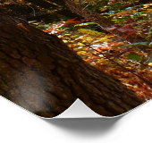 Sunlit Herbstweg im Laurel Hill Staat Park Poster (Ecke)